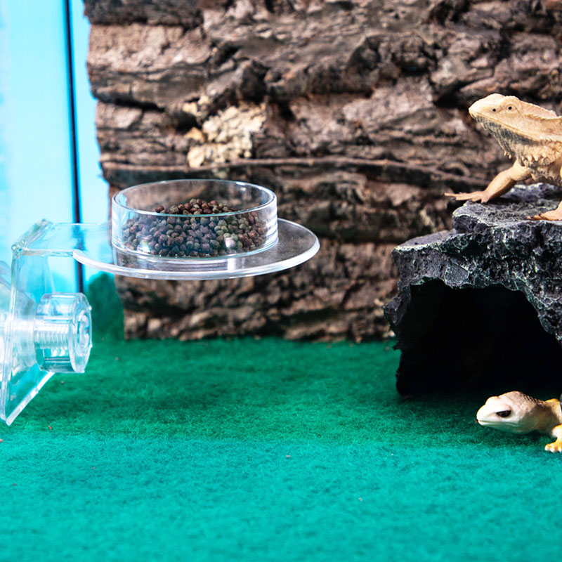 Acrylic Crawling Pet Feeding W – обзор и цена Water Dish Reptile